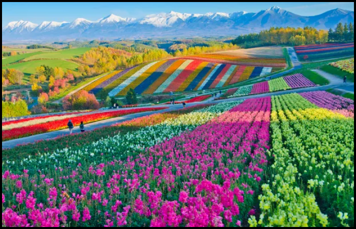 Furano Lavender Fields